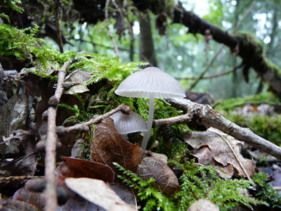 Grijze mycena