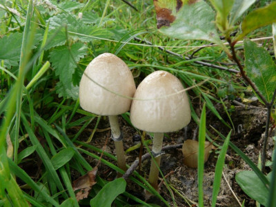 Geringde vlekplaat