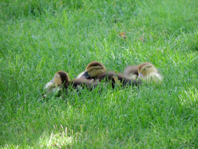 Muskuseenden (juvenielen)