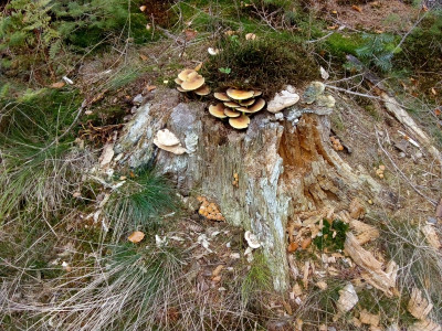 150135447_1 Doolhofzwam.jpg
