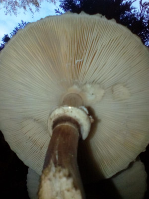 164737808_1 Gewone krulparasolzwam.jpg