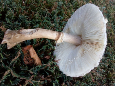 164737808_4 Gewone krulparasolzwam.jpg