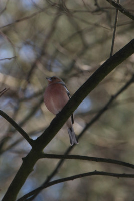 IMG_0826-2 Vink.jpg