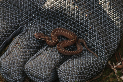 IMG_0765-2 Adder jong vorig jaar (dus subadult).jpg