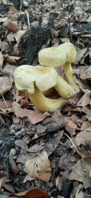 20201017_141647b Narcisridderzwam (Tricholoma sulphureum).jpg
