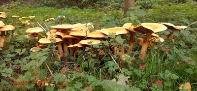 20201022_143905 Goudhoed (Phaeolepiota aurea).jpg