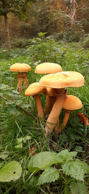 20201022_143816b Goudhoed (Phaeolepiota aurea).jpg