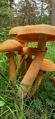 20201022_143829b Goudhoed (Phaeolepiota aurea).jpg
