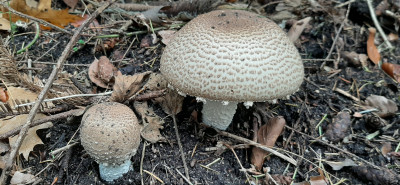 20201022_150408 Reuzenchampignon (Agaricus augustus).jpg