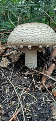 20201022_150418b Reuzenchampignon (Agaricus augustus).jpg