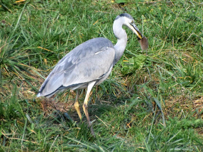 Reiger04_resize.jpg