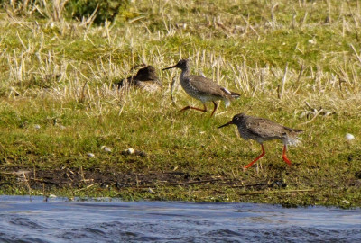 Watervlug zijn ze, ze rennen wat af in de lente