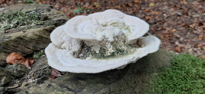 20201022_144914 Witte bultzwam (Trametes gibbosa).jpg