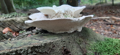 20201022_144918 Witte bultzwam (Trametes gibbosa).jpg