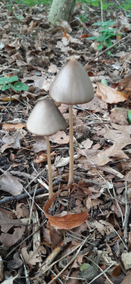 20201017_152204b Langsteelfranjehoed (Psathyrella conopilus).jpg