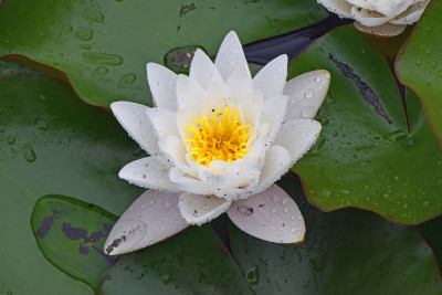 Witte waterlelie