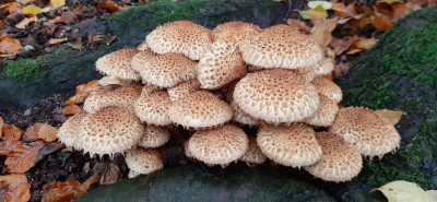 20201021_133332 Schubbige bunbdelzwam (Pholiota squarossa).jpg