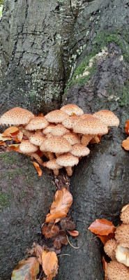 20201021_133339 Schubbige bunbdelzwam (Pholiota squarossa).jpg