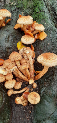 20201021_133347 Schubbige bunbdelzwam (Pholiota squarossa).jpg