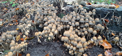 20201021_133612 Zwerminktzwam (Coprinellus disseminatus).jpg