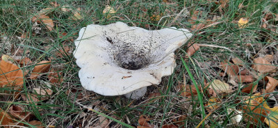 20201022_141338 Grote trechterzwam (Infundibulicybe geotropa).jpg