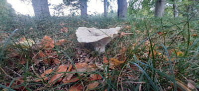 20201022_141351 Grote trechterzwam (Infundibulicybe geotropa).jpg