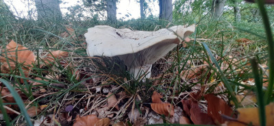 20201022_141358 Grote trechterzwam (Infundibulicybe geotropa).jpg