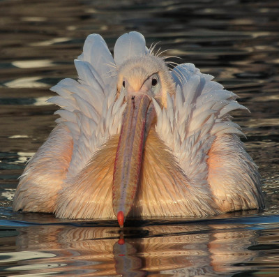 20131211_405 Fotografen, Footo.jpg