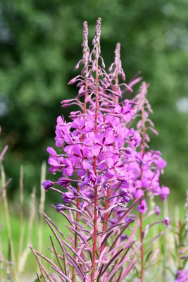 Wilgenroosje