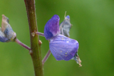 Vaste lupine