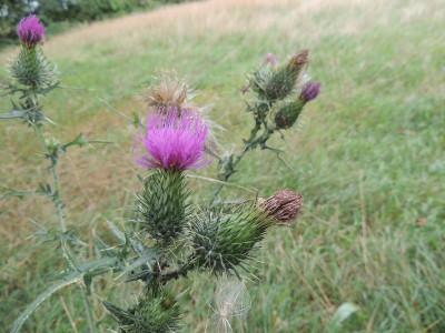 Speerdistel