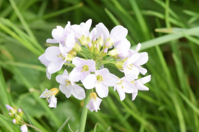 Pinksterbloem