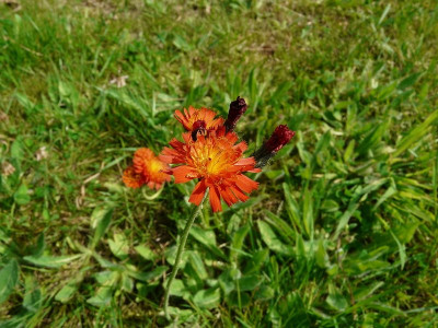 Oranje havikskruid