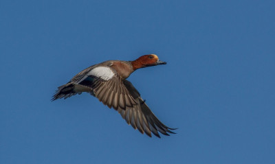 IMGL3866a Vogelvrienden Echte vogelvrienden.jpg
