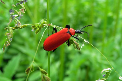 Pyrochroa coccinea, Zwartkopvuurkever 06-06-2011.jpg