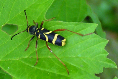Clytus arietis, Kleine Wespenboktor 06-06-2011.jpg