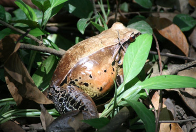 5 Leptodactylus pentadactilus.jpg