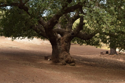 Quercus infectoria subsp. veneris