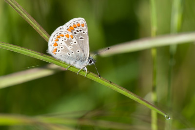 2020bruinblauw0454FO.jpg